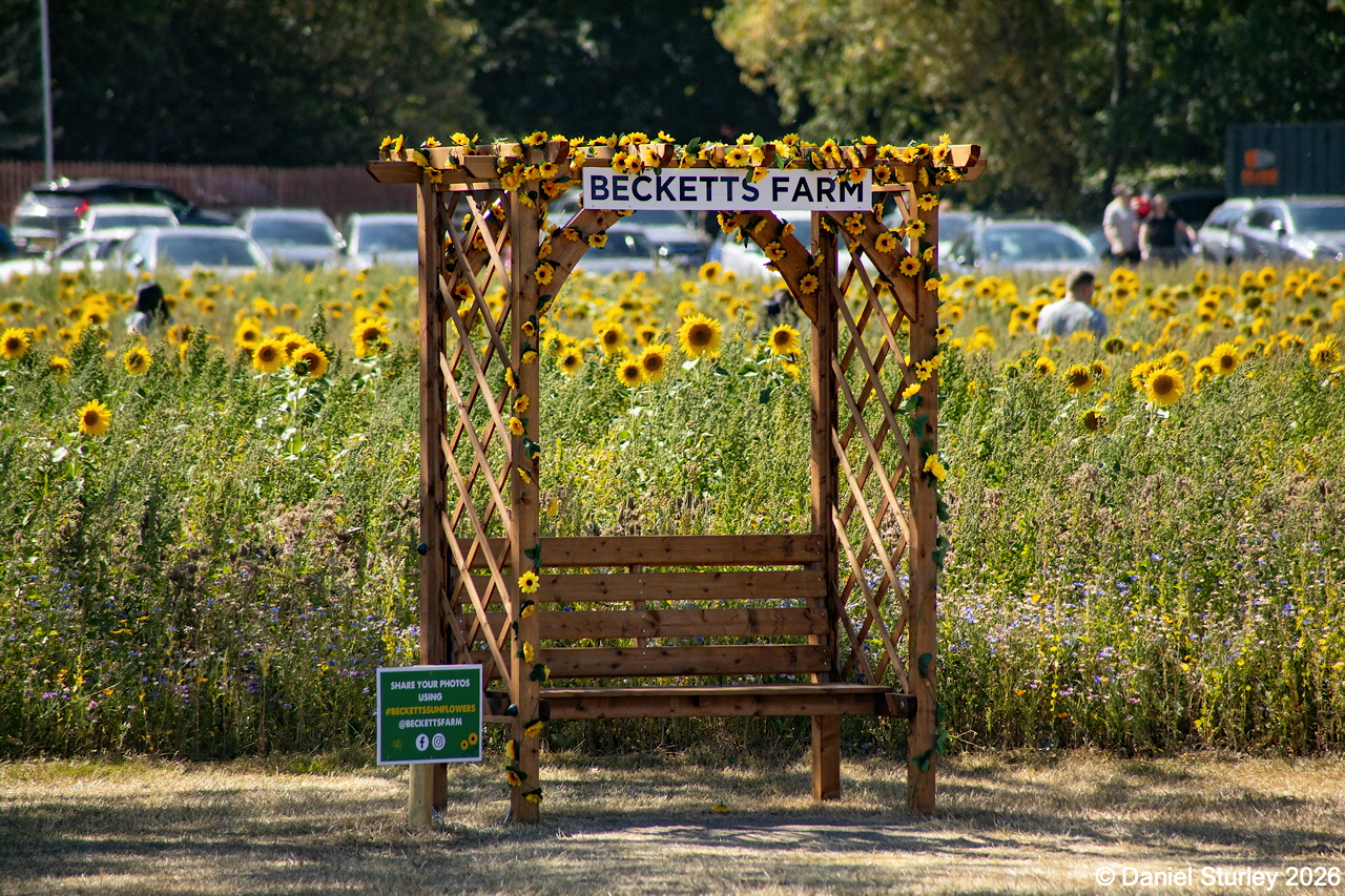 VISIT TO BECKETT’S FARM TO SEE THE SUNFLOWERS – 9th JULY 2026